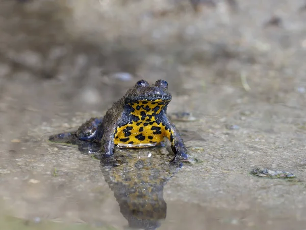 Sárga hasú unka, (bombina variegata) — Stock Fotó