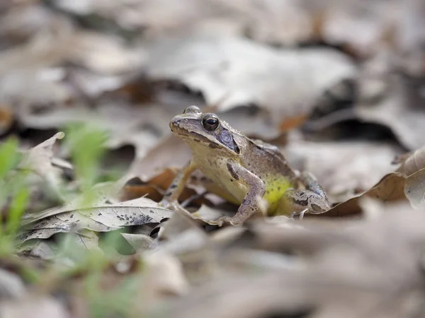 Agile frog,  Rana dalmatina — Stock Photo, Image