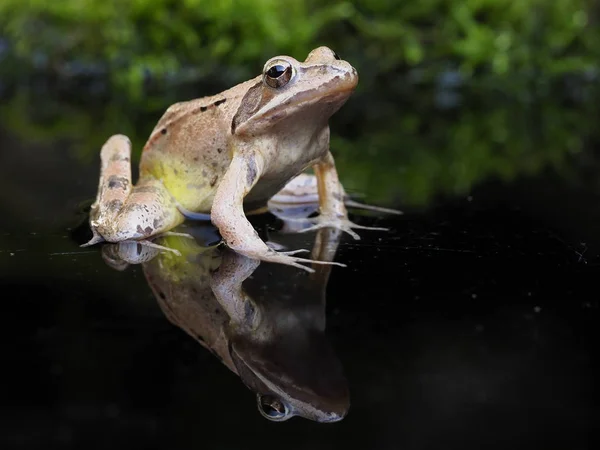 Wendiger Frosch, rana dalmatina — Stockfoto