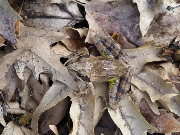 Agile frog,  Rana dalmatina — Stock Photo, Image