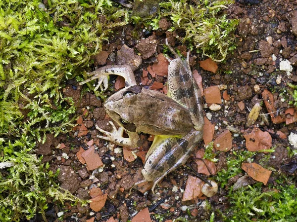 Rã ágil, Rana dalmatina — Fotografia de Stock