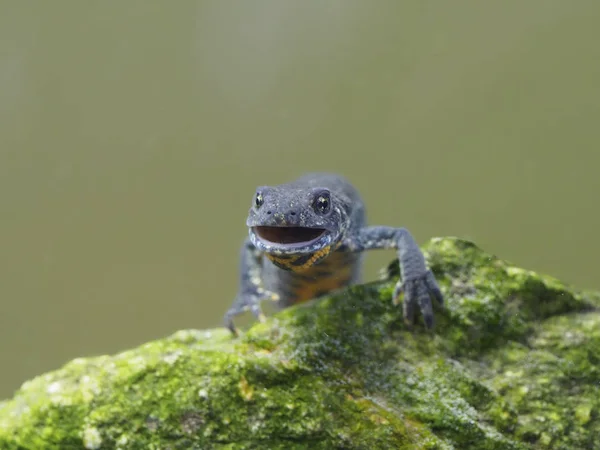 Балканский тритон или бурешевский тритон Triturus ivanbures — стоковое фото