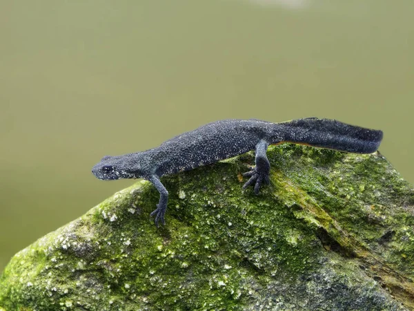 Triton à crête des Balkans ou Triturus ivanbures de Buresch — Photo