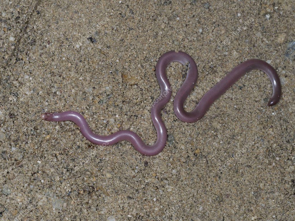 Serpiente lombriz europea o serpiente ciega, Typhlops vermicularis — Foto  de stock © mikelane45 #266666968