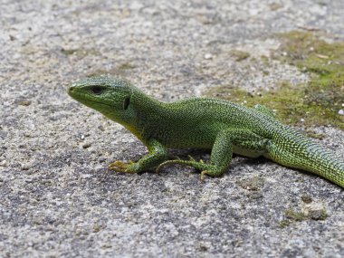 Balkan yeşil kertenkele, lacerta trilineata