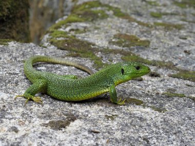 Balkan yeşil kertenkele, lacerta trilineata