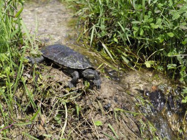 Hazar kaplumbağası veya çizgili boyunlu kaplumbağa, Mauremys caspica