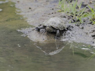 Hazar kaplumbağası veya çizgili boyunlu kaplumbağa, Mauremys caspica