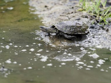 Hazar kaplumbağası veya çizgili boyunlu kaplumbağa, Mauremys caspica