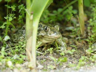 Doğu maça kurbağası (Scaphiopus holbrookii)