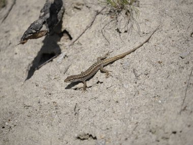 Erhard'ın duvar kertenkelesi, Podarcis erhardii