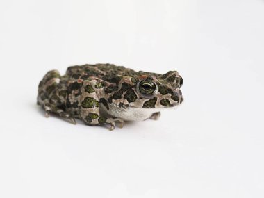 Avrupalı yeşil karakurbağası, Bufo viridis