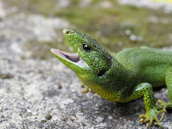 Balkan grön ödla, lacerta trilineata — Stockfoto