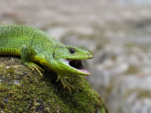 Balkan grön ödla, lacerta trilineata — Stockfoto