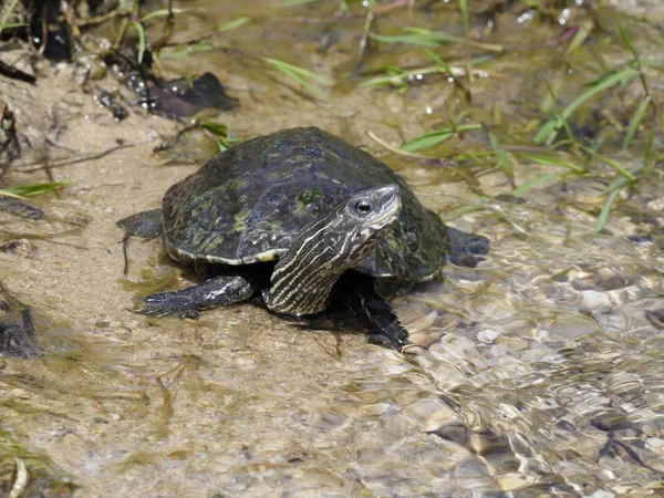 Kaspische schildpad of gestreepte hals schildpad, Mauremys caspica — Stockfoto