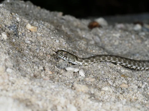 Kostkę węża, Natrix tessellata — Zdjęcie stockowe