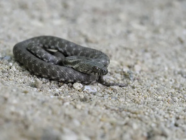 Cobra de dados, Natrix tessellata — Fotografia de Stock