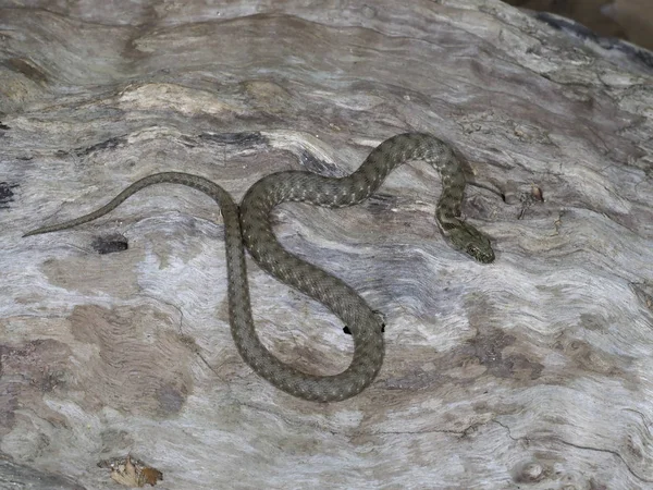 주사위 뱀, 나트릭스 테셀라타 — 스톡 사진