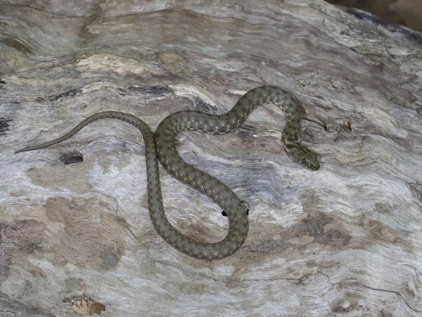 Kocka kígyó, Natrix tessellata — Stock Fotó