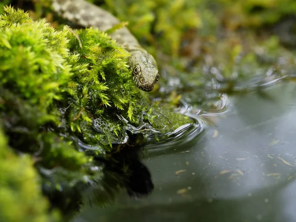 Kostkę węża, Natrix tessellata — Zdjęcie stockowe