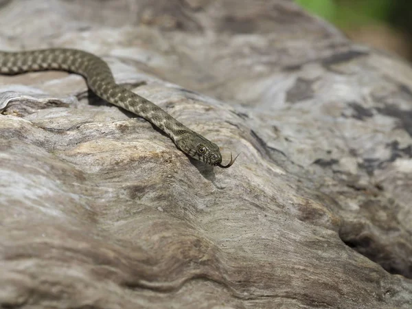 Dobbelstenen slang, Natrix tessellata — Stockfoto