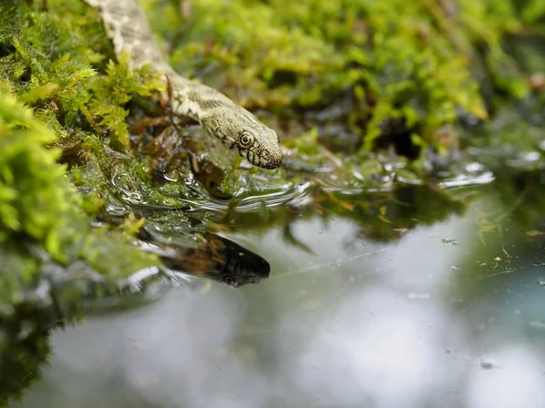 Kostkę węża, Natrix tessellata — Zdjęcie stockowe