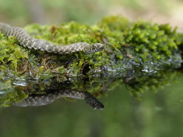 Kostkę węża, Natrix tessellata — Zdjęcie stockowe