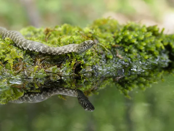 Kostkę węża, Natrix tessellata — Zdjęcie stockowe