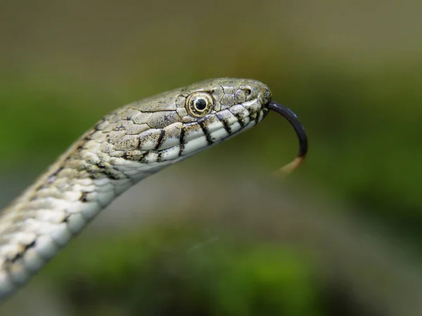 Dobbelstenen slang, Natrix tessellata — Stockfoto