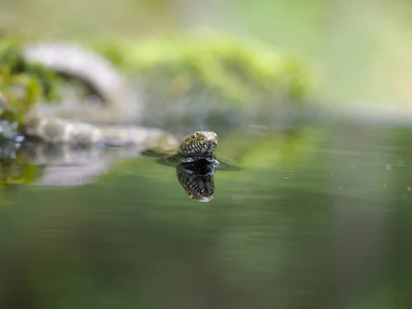 Serpiente de dados, Natrix tessellata — Foto de Stock