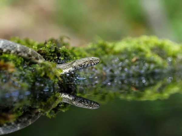 Dobbelstenen slang, Natrix tessellata — Stockfoto