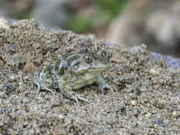 Östlig australisk padda, scaphiopus holbrookii — Stockfoto