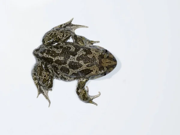 Eastern spadefoot toad, Scaphiopus holbrookii — Stock Photo, Image