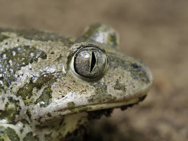 Sapo de pata de gallo oriental, Scaphiopus holbrookii — Foto de Stock