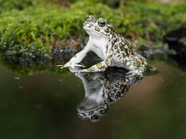 European green toad, Bufo viridis — Stock Photo, Image