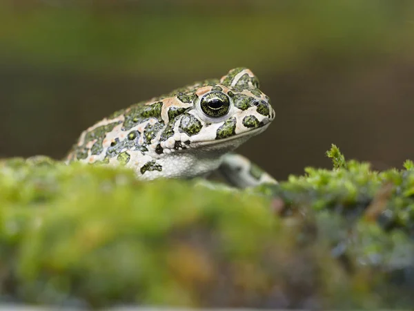 Europäische Grünkröte, bufo viridis — Stockfoto