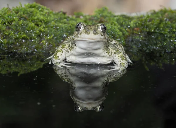 Oostelijke woelpad Toad, Scaphiopus holbrookii — Stockfoto