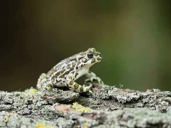 Sapo verde europeu, Bufo viridis — Fotografia de Stock