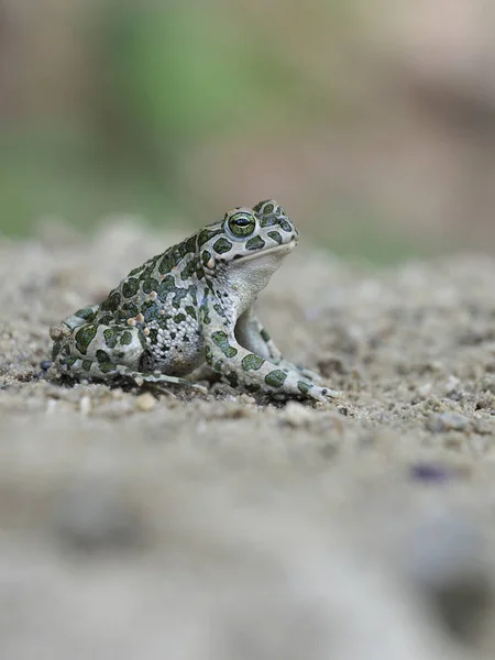 Europese groene pad, Bufo viridis — Stockfoto