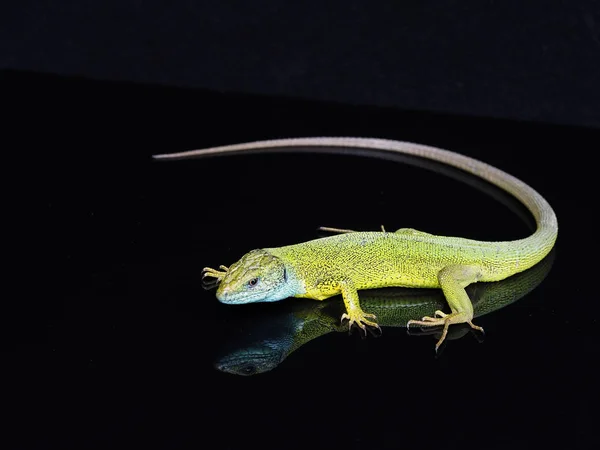 Avrupa yeşil kertenkele, lacerta viridis — Stok fotoğraf