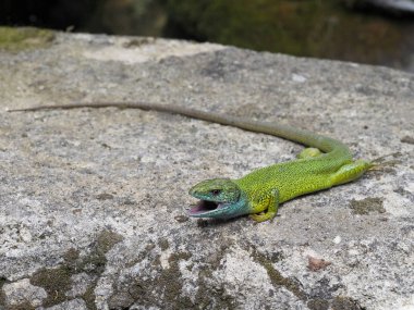 Avrupa yeşil kertenkele, lacerta viridis