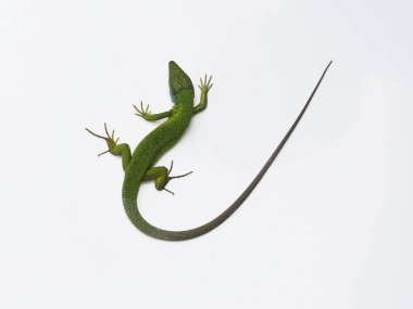 Avrupa yeşil kertenkele, lacerta viridis