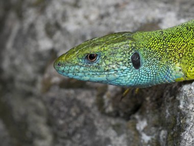 Avrupa yeşil kertenkele, lacerta viridis