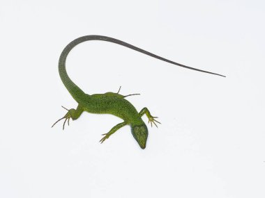 Avrupa yeşil kertenkele, lacerta viridis