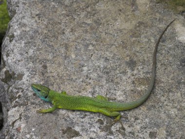 Avrupa yeşil kertenkele, lacerta viridis