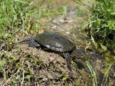 Avrupa su birikintisi kaplumbağa, emys orbicularis