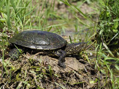 Avrupa su birikintisi kaplumbağa, emys orbicularis