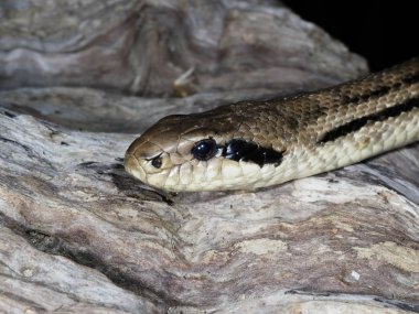 Dört çizgili yılan (Elaphe quatuorlineata)