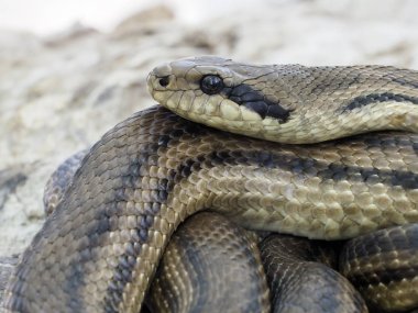 Dört çizgili yılan (Elaphe quatuorlineata)