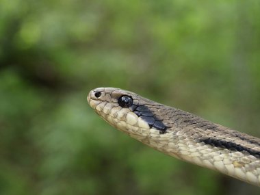 Dört çizgili yılan (Elaphe quatuorlineata)